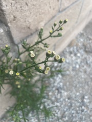 Erigeron