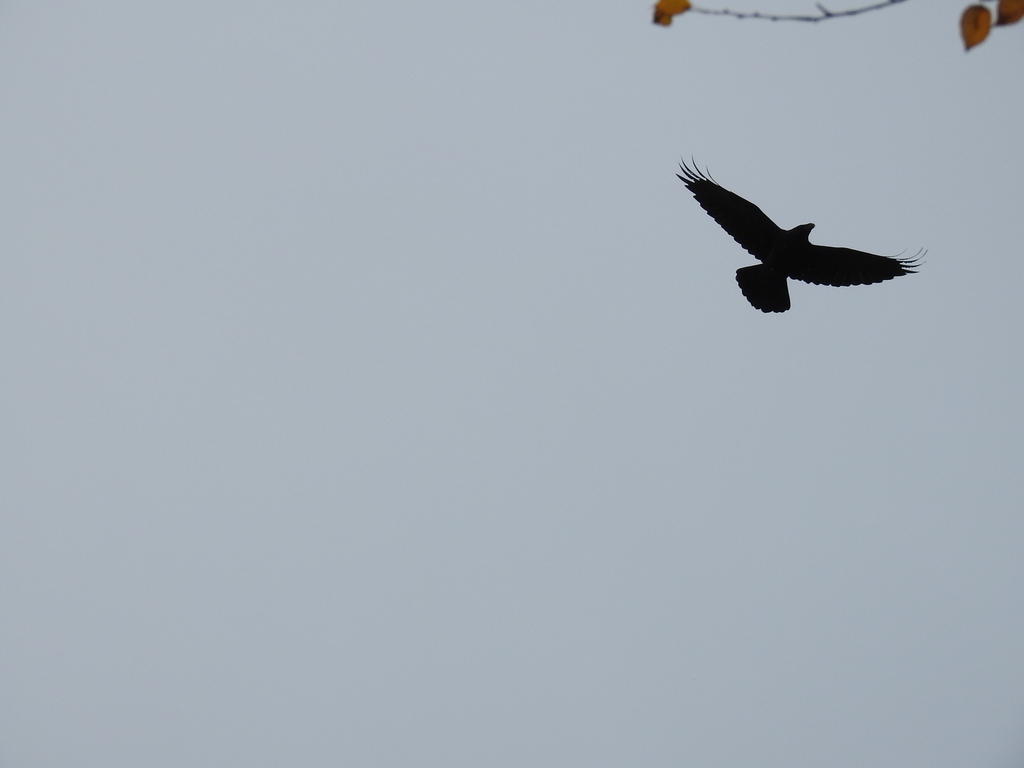 Common Raven from Beloyarskiy rayon, Sverdlovsk, Russia on September 25 ...