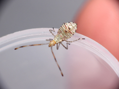 Hypselonotus punctiventris