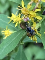 Lasioglossum