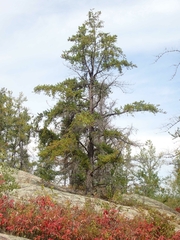 Pinus banksiana