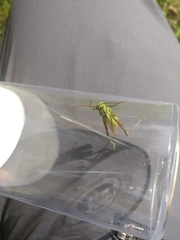 Mecostethus parapleurus