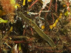 Syngnathus typhle