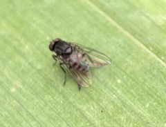 Lindneromyia