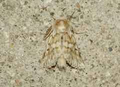 Thaumetopoea herculeana