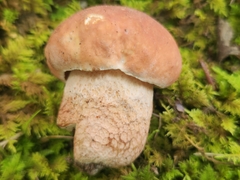 Boletus subcaerulescens