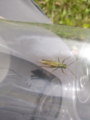 Mecostethus parapleurus