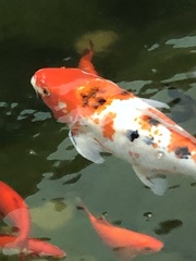 Cyprinus rubrofuscus