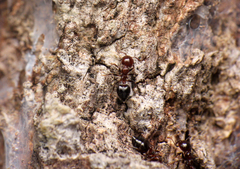 Crematogaster laeviuscula