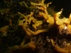 Halichondria panicea