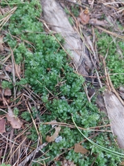 Mniaceae