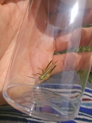 Mecostethus parapleurus