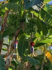 Musa × paradisiaca