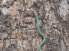 Chrysopelea paradisi