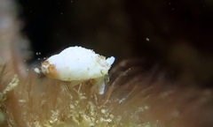 Neogastropoda