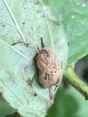 Neolasioptera farinosa