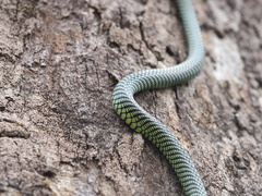 Chrysopelea paradisi