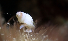 Neogastropoda