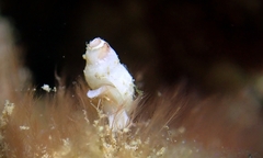 Neogastropoda