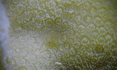 Periclimenes diversipes