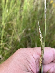 Andropogon ternarius