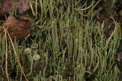 Cladonia gracilis