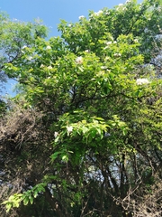 Cordia boissieri