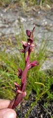 Disa ophrydea