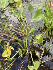 Pontederia cordata