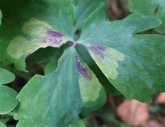 Phytomyza aquilegiae