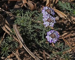 Glandularia tenera