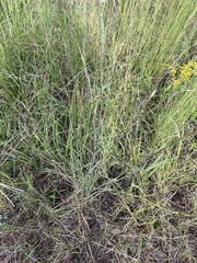 Andropogon ternarius