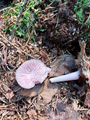 Mycena rosea