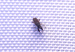 Pseudopachybrachius basalis