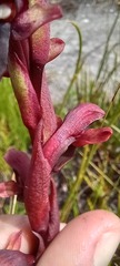 Disa ophrydea