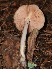 Pluteus hongoi