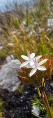 Corymbium villosum