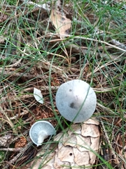 Rhodocybe