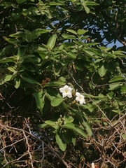 Cordia boissieri