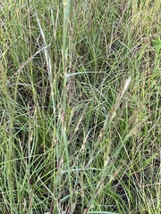 Andropogon ternarius