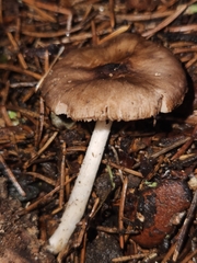 Pluteus hongoi
