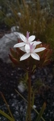 Corymbium villosum