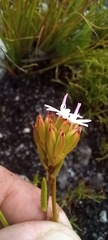 Corymbium villosum