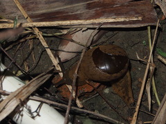 Megaustenia imperator