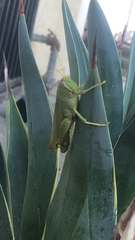 Schistocerca shoshone