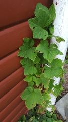 Ribes rubrum