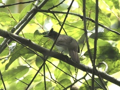 Brachypodius eutilotus