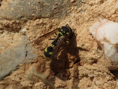 Eumenes