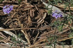 Glandularia tenera
