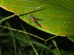 Conocephalus maculatus